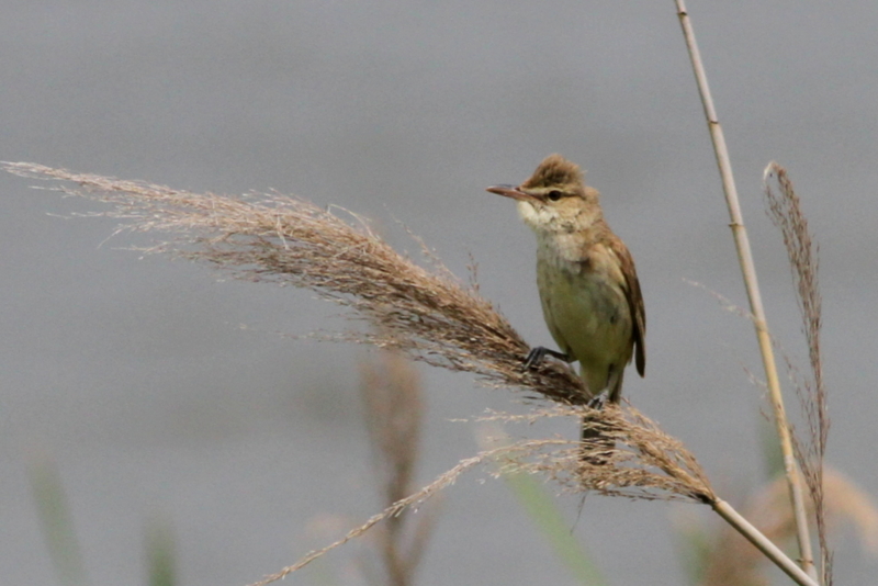 f:id:digibirds:20130529190649j:image f:id:digibirds:20130529190649j:image