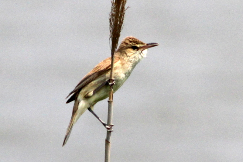f:id:digibirds:20130529190650j:image f:id:digibirds:20130529190650j:image
