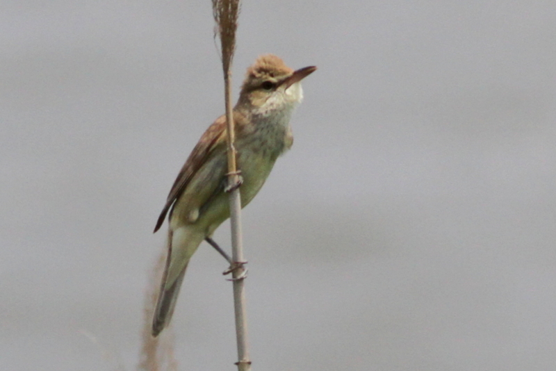 f:id:digibirds:20130529190653j:image f:id:digibirds:20130529190653j:image