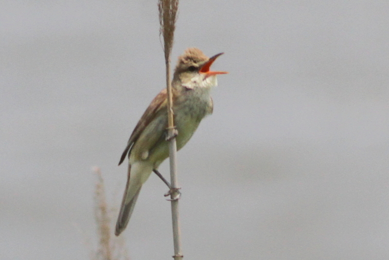 f:id:digibirds:20130529190654j:image f:id:digibirds:20130529190654j:image