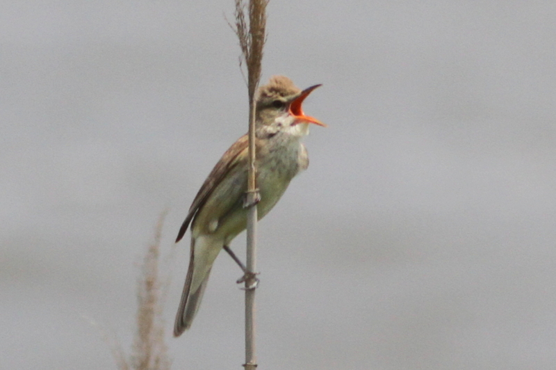 f:id:digibirds:20130529190656j:image f:id:digibirds:20130529190656j:image