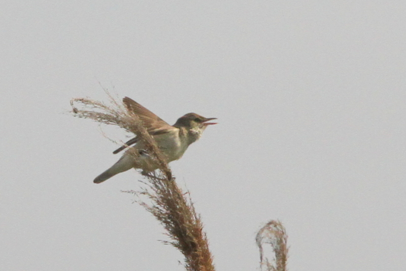 f:id:digibirds:20130529190658j:image f:id:digibirds:20130529190658j:image