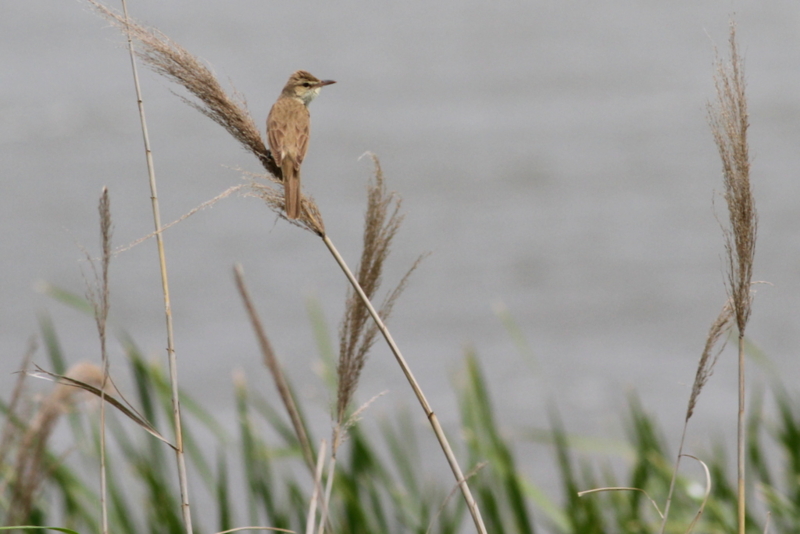 f:id:digibirds:20130529190700j:image f:id:digibirds:20130529190700j:image