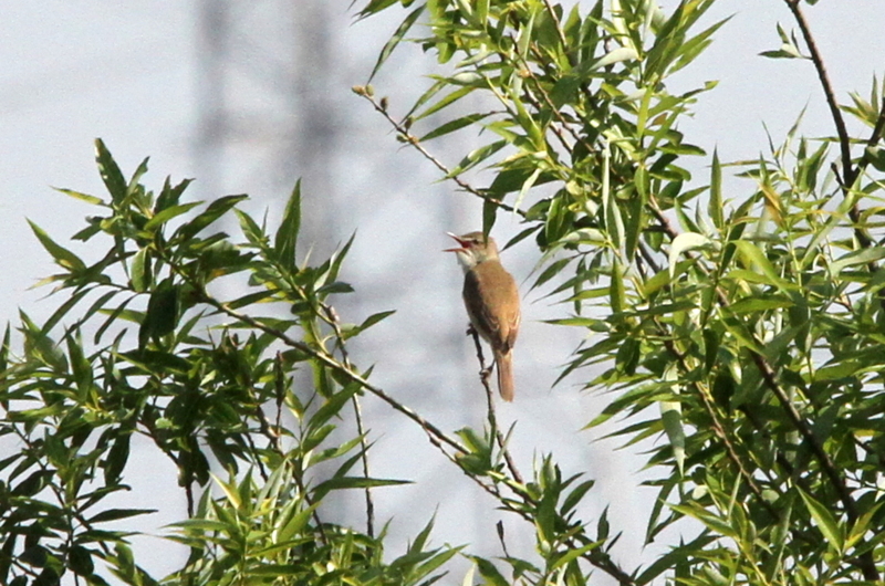 f:id:digibirds:20130529190701j:image f:id:digibirds:20130529190701j:image