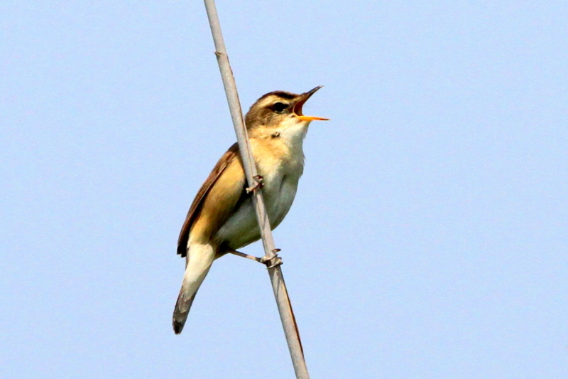f:id:digibirds:20130529211520j:image