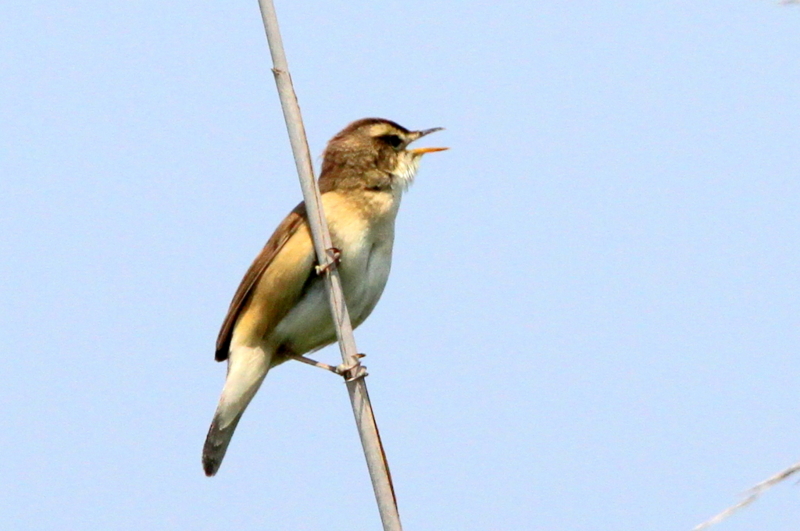 f:id:digibirds:20130529211522j:image
