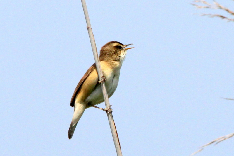 f:id:digibirds:20130529211524j:image