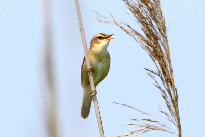 f:id:digibirds:20130529211526j:image