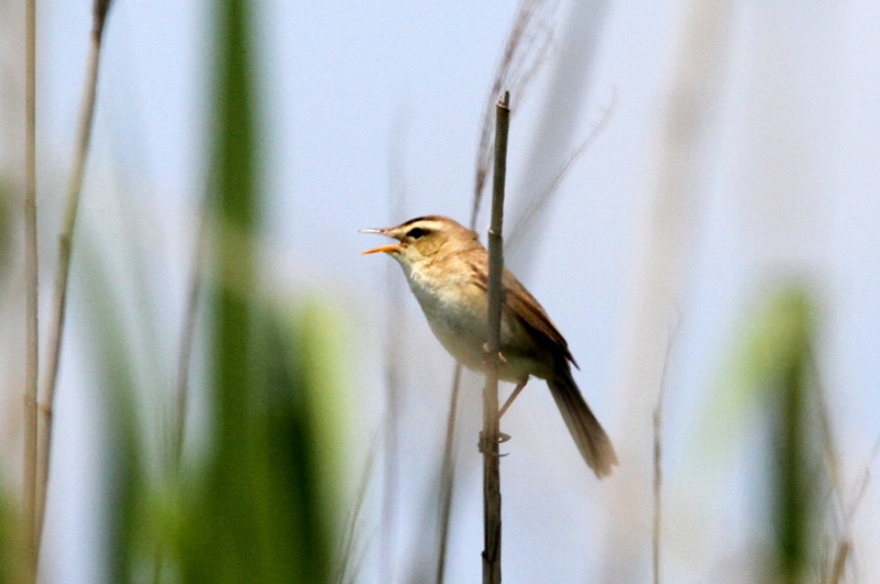 f:id:digibirds:20130529213347j:image