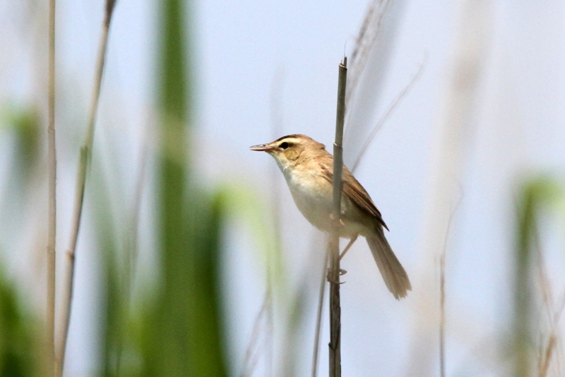 f:id:digibirds:20130529213349j:image