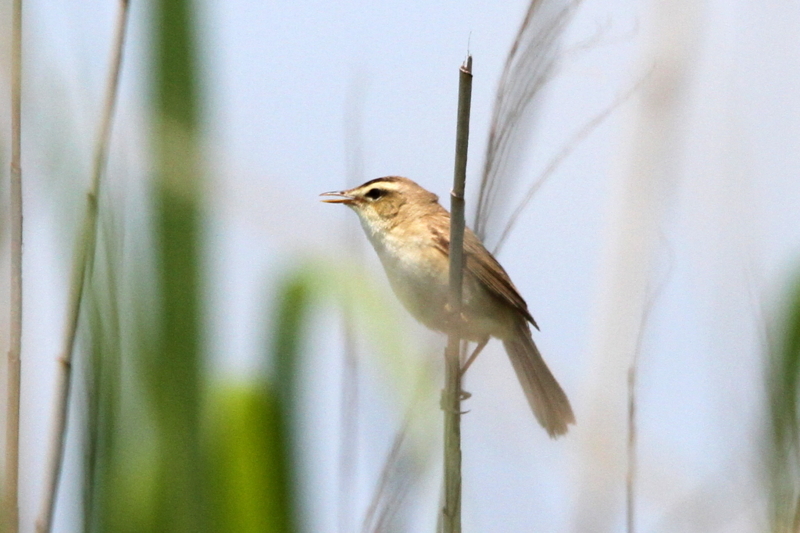 f:id:digibirds:20130529213350j:image