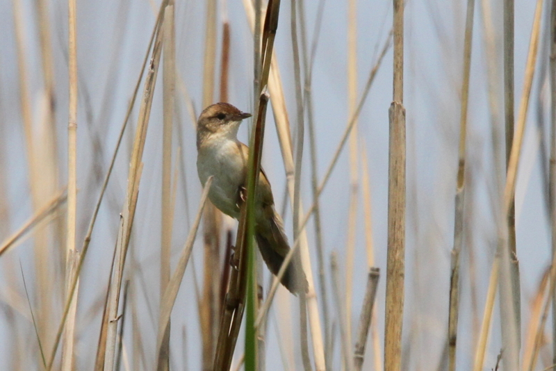 f:id:digibirds:20130530101151j:image