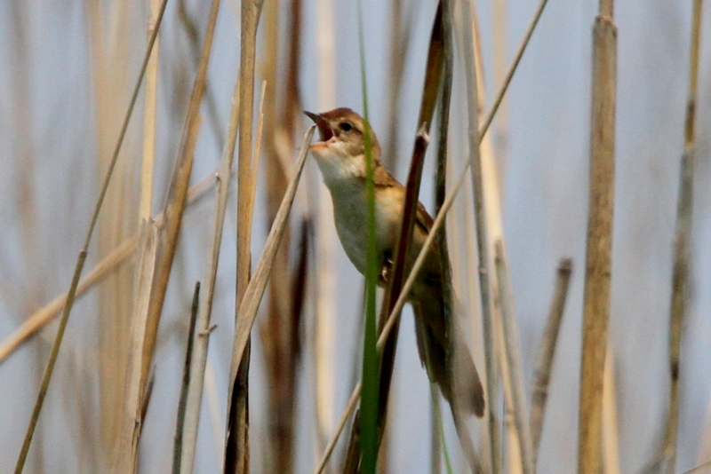 f:id:digibirds:20130530101152j:image