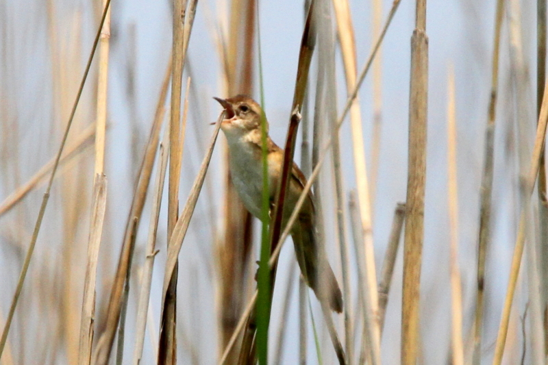 f:id:digibirds:20130530101154j:image