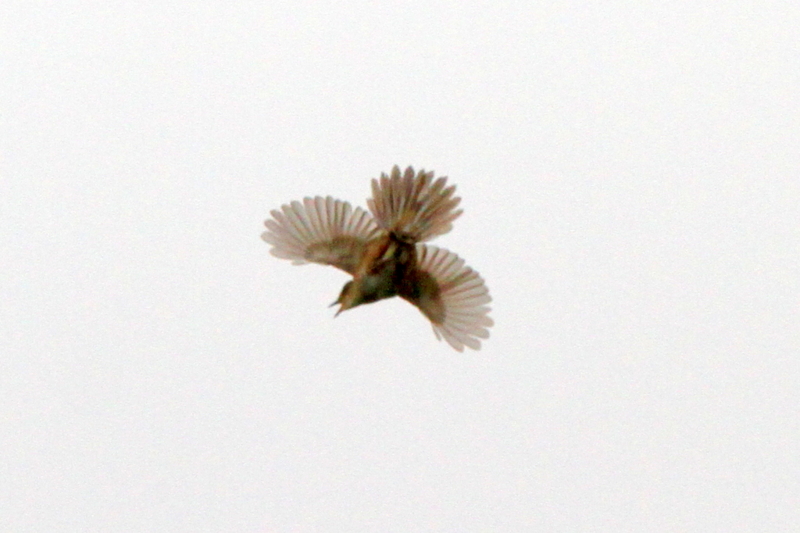 f:id:digibirds:20130603051900j:image