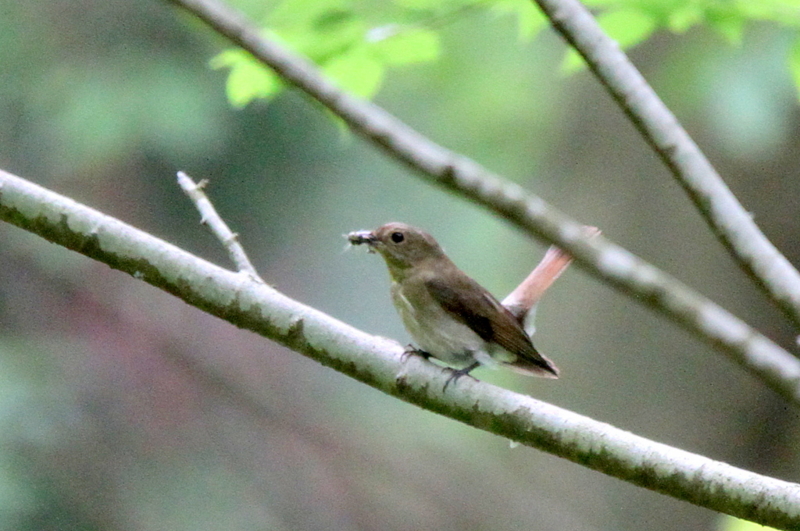 f:id:digibirds:20130612150951j:image