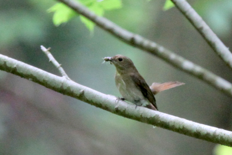 f:id:digibirds:20130612150955j:image