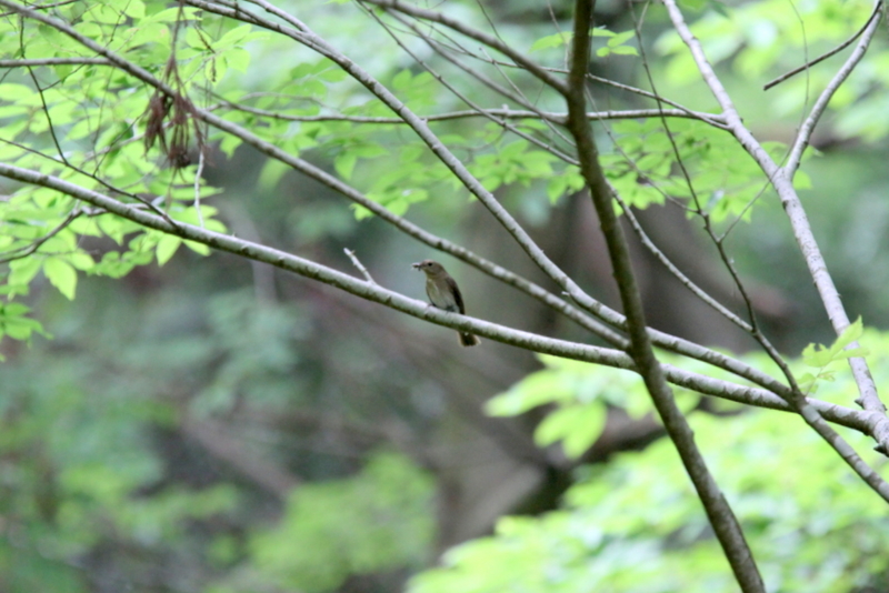 f:id:digibirds:20130612150959j:image