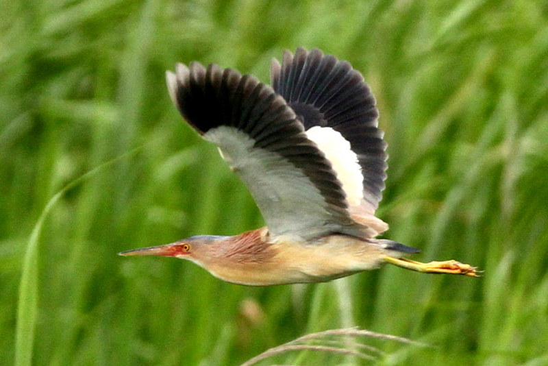 f:id:digibirds:20130615203936j:image