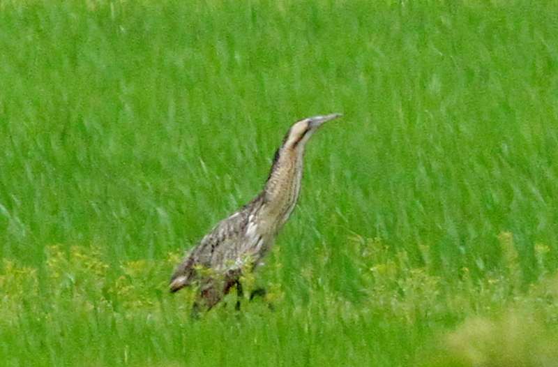 f:id:digibirds:20130618075705j:image f:id:digibirds:20130618075705j:image
