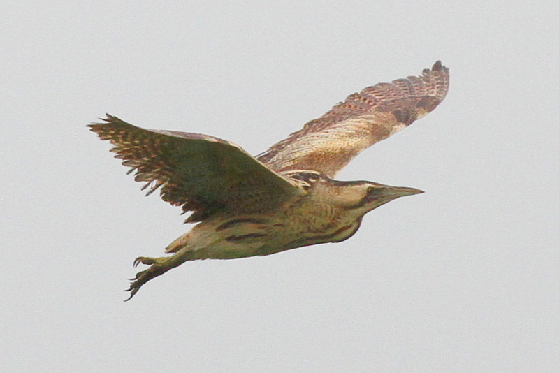 f:id:digibirds:20130622164936j:image