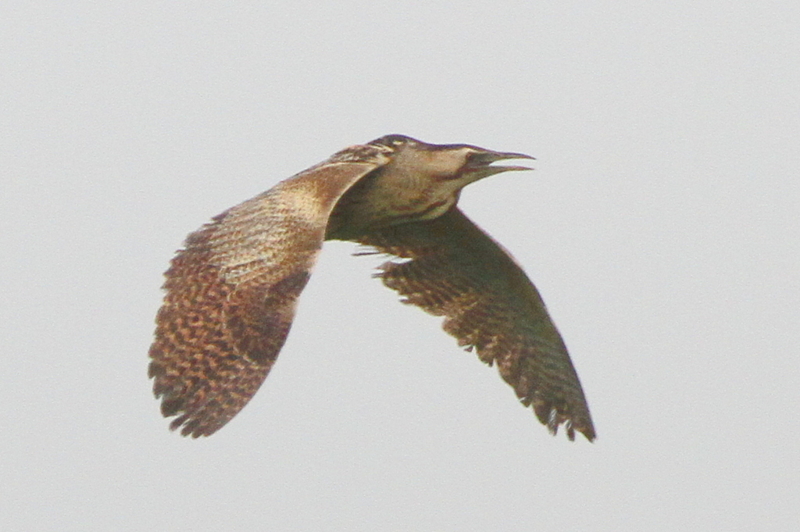 f:id:digibirds:20130622164938j:image