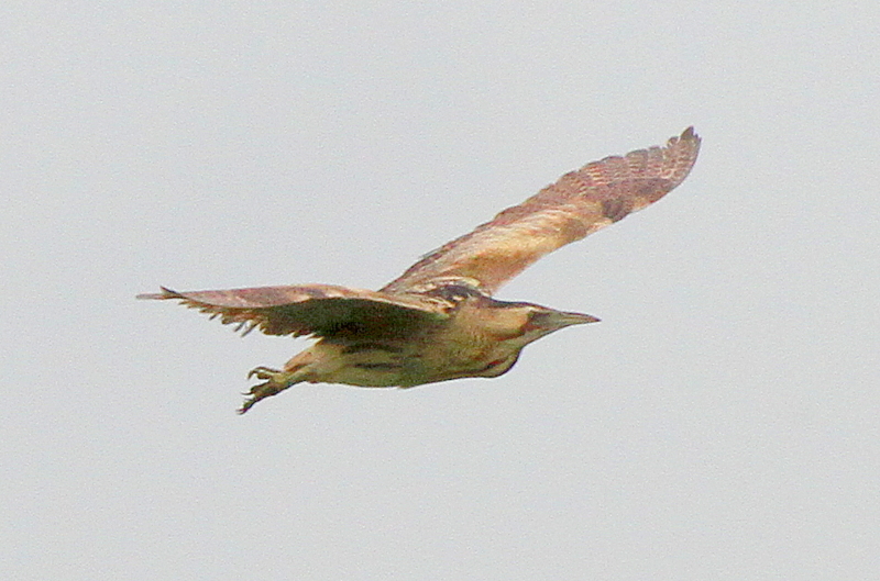 f:id:digibirds:20130622165244j:image