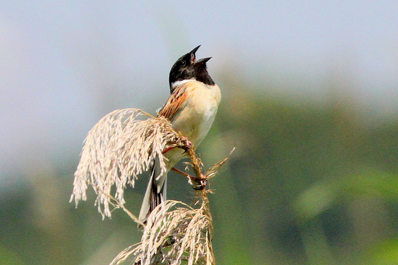 f:id:digibirds:20130623165829j:image