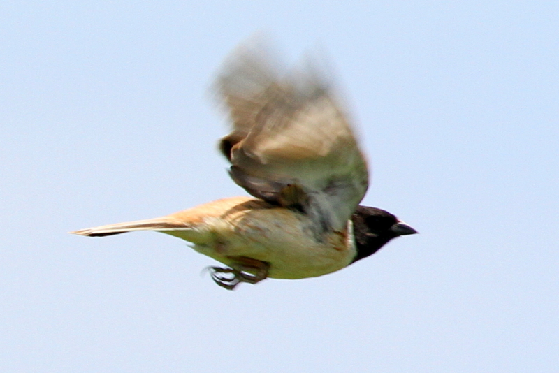 f:id:digibirds:20130623165831j:image