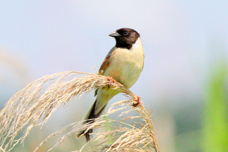 f:id:digibirds:20130623165833j:image