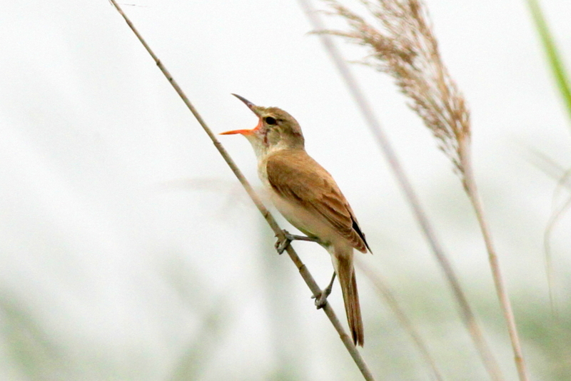 f:id:digibirds:20130624200414j:image
