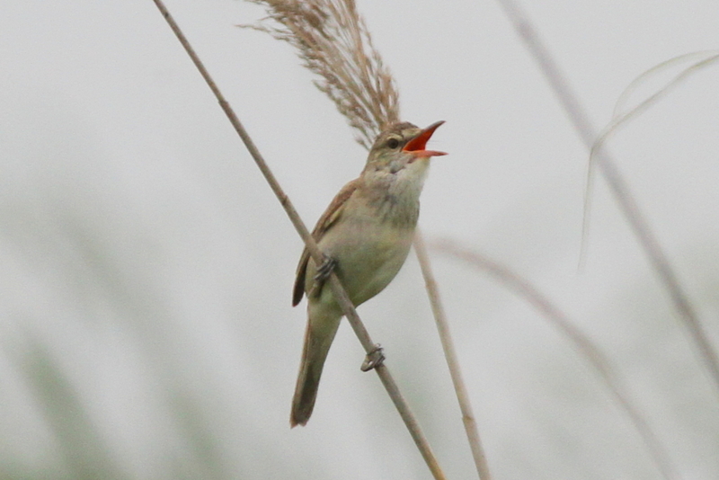 f:id:digibirds:20130624200415j:image