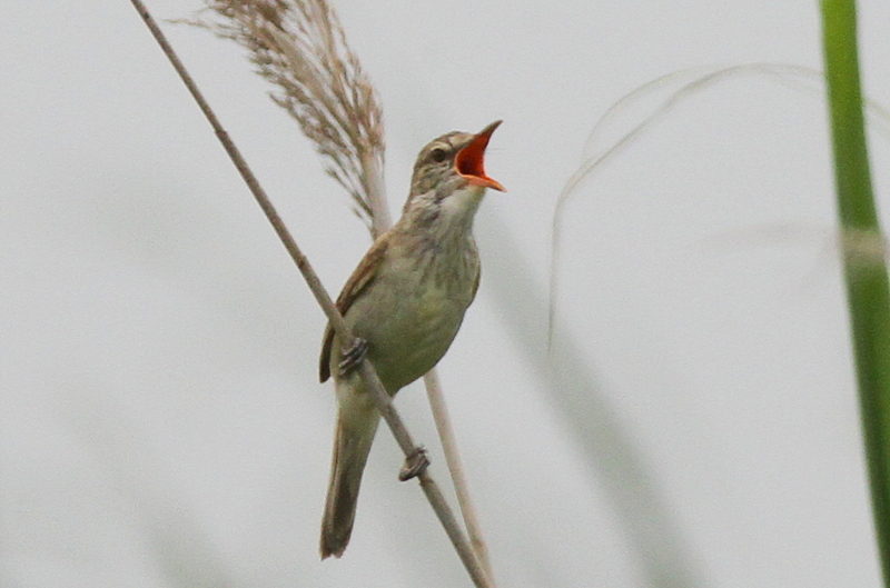 f:id:digibirds:20130624200417j:image