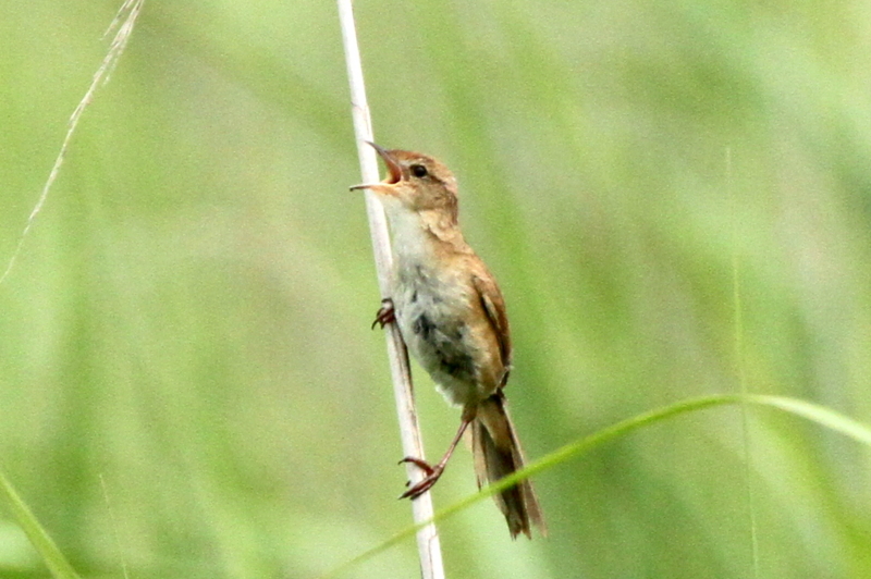 f:id:digibirds:20130625214741j:image