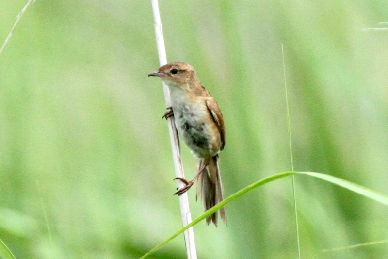 f:id:digibirds:20130625214743j:image