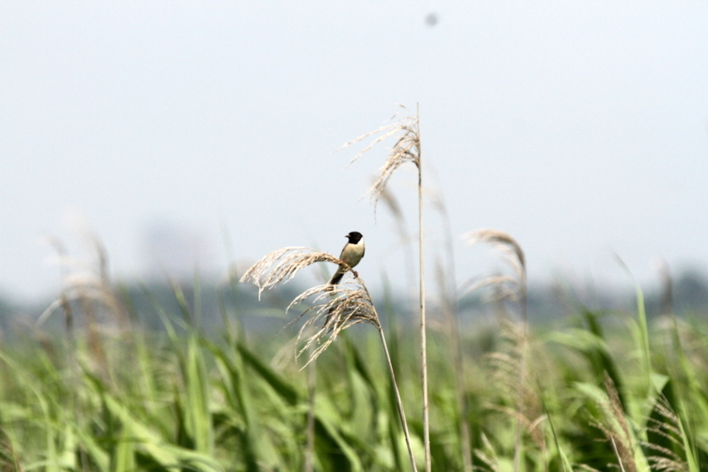 f:id:digibirds:20130626045447j:image