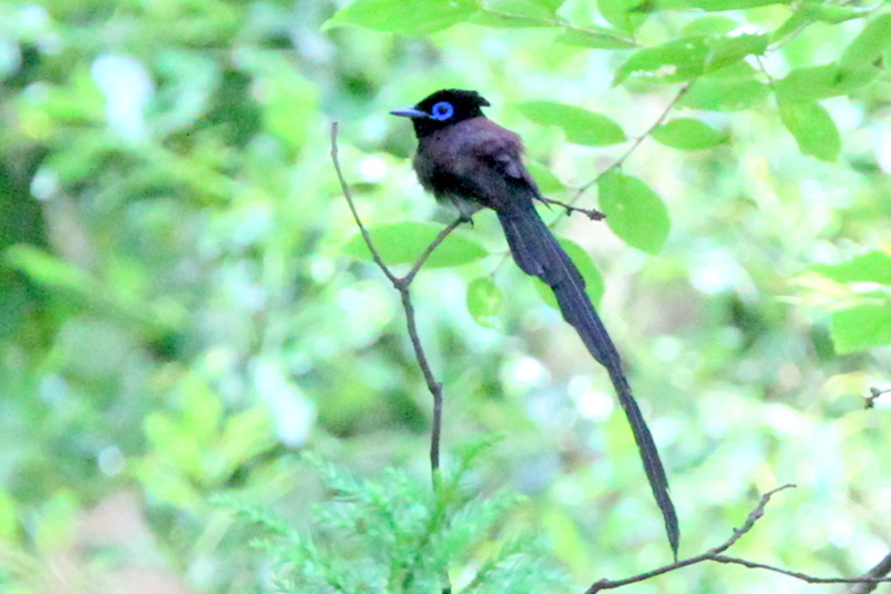 f:id:digibirds:20130628202611j:image
