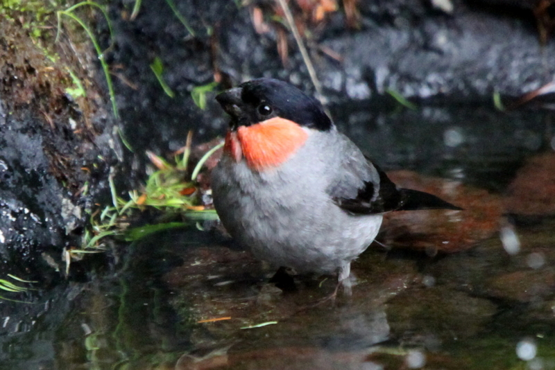 f:id:digibirds:20130709082159j:image