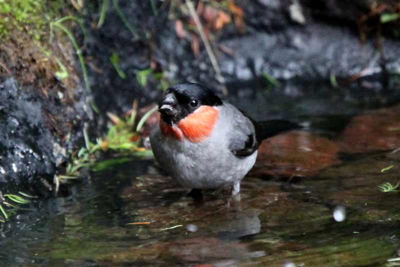 f:id:digibirds:20130709082201j:image