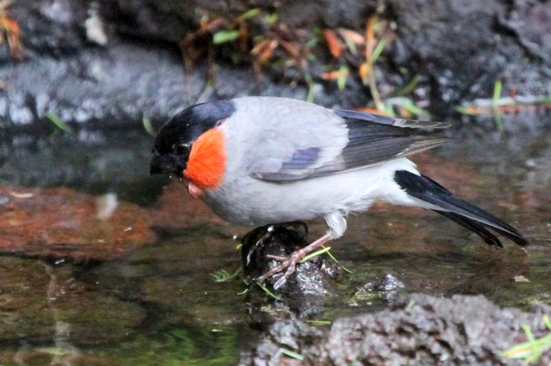 f:id:digibirds:20130709082203j:image