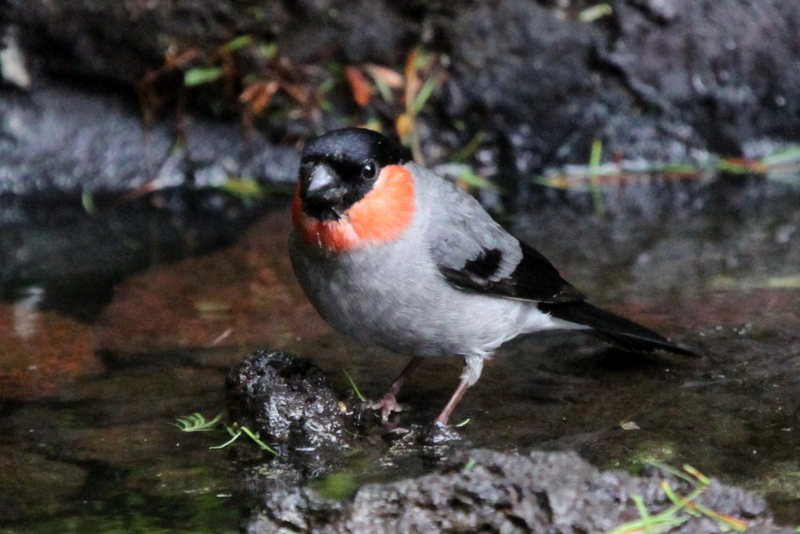 f:id:digibirds:20130709082204j:image