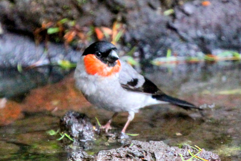 f:id:digibirds:20130709082207j:image