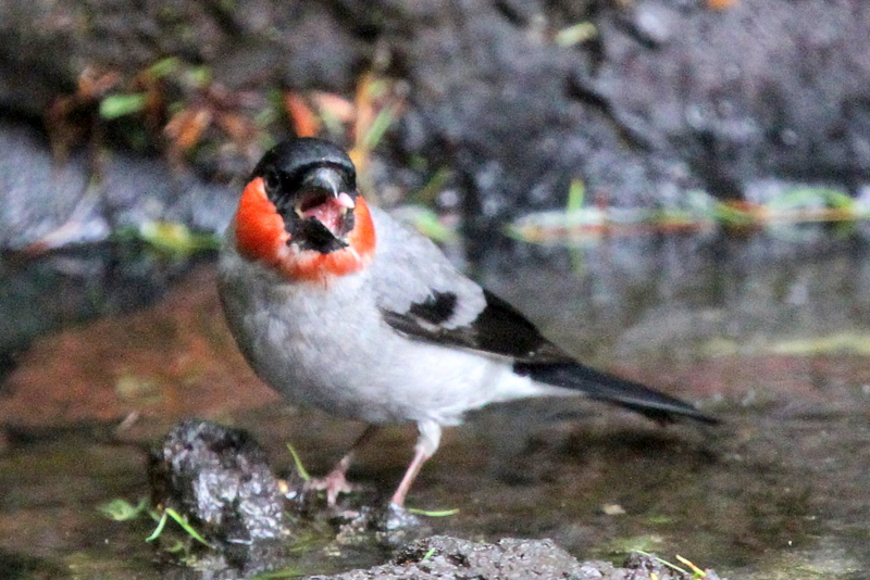 f:id:digibirds:20130709082209j:image