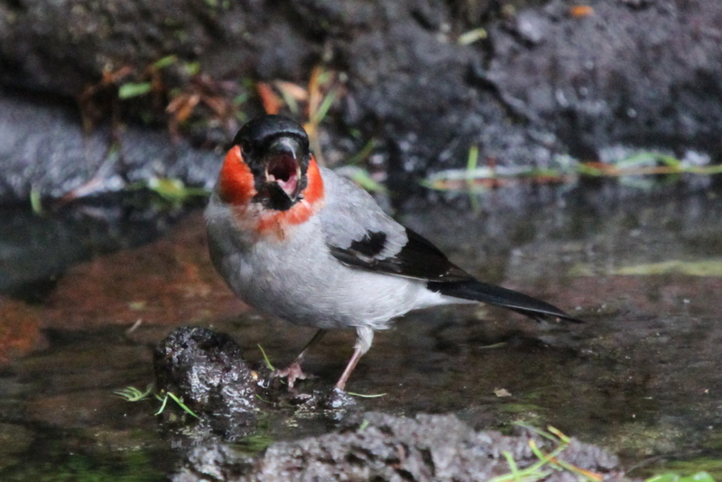 f:id:digibirds:20130709082212j:image