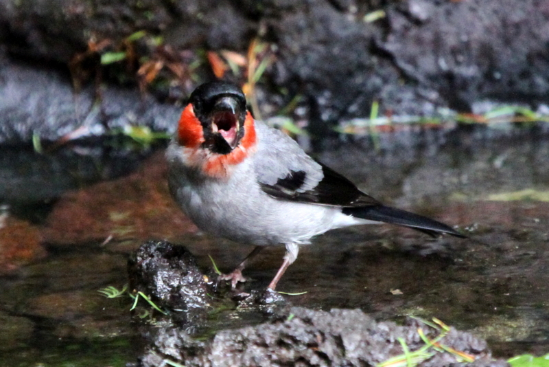 f:id:digibirds:20130709082213j:image