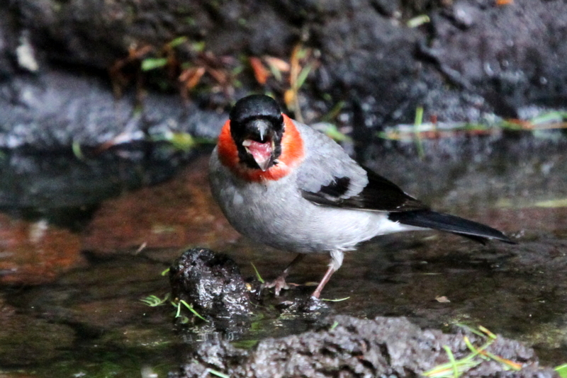 f:id:digibirds:20130709082215j:image