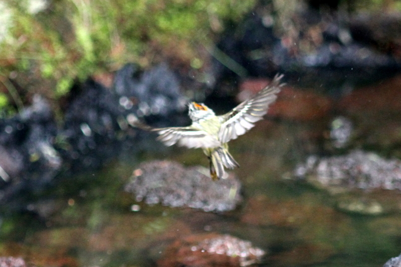 f:id:digibirds:20130718102308j:image f:id:digibirds:20130718102308j:image