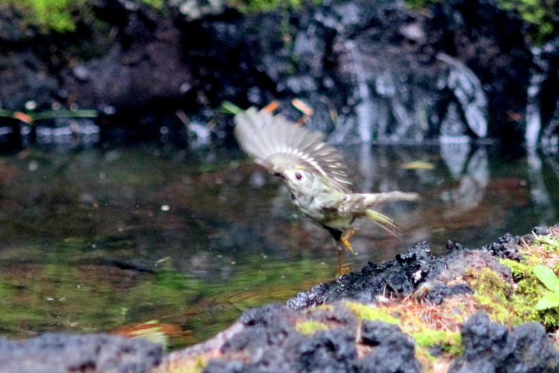 f:id:digibirds:20130718102311j:image f:id:digibirds:20130718102311j:image