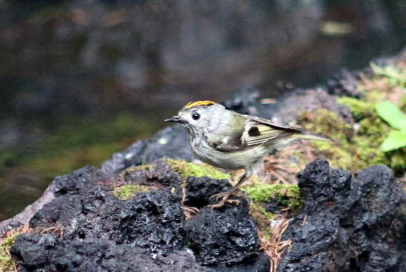 f:id:digibirds:20130718102313j:image f:id:digibirds:20130718102313j:image