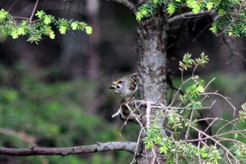 f:id:digibirds:20130718102315j:image f:id:digibirds:20130718102315j:image